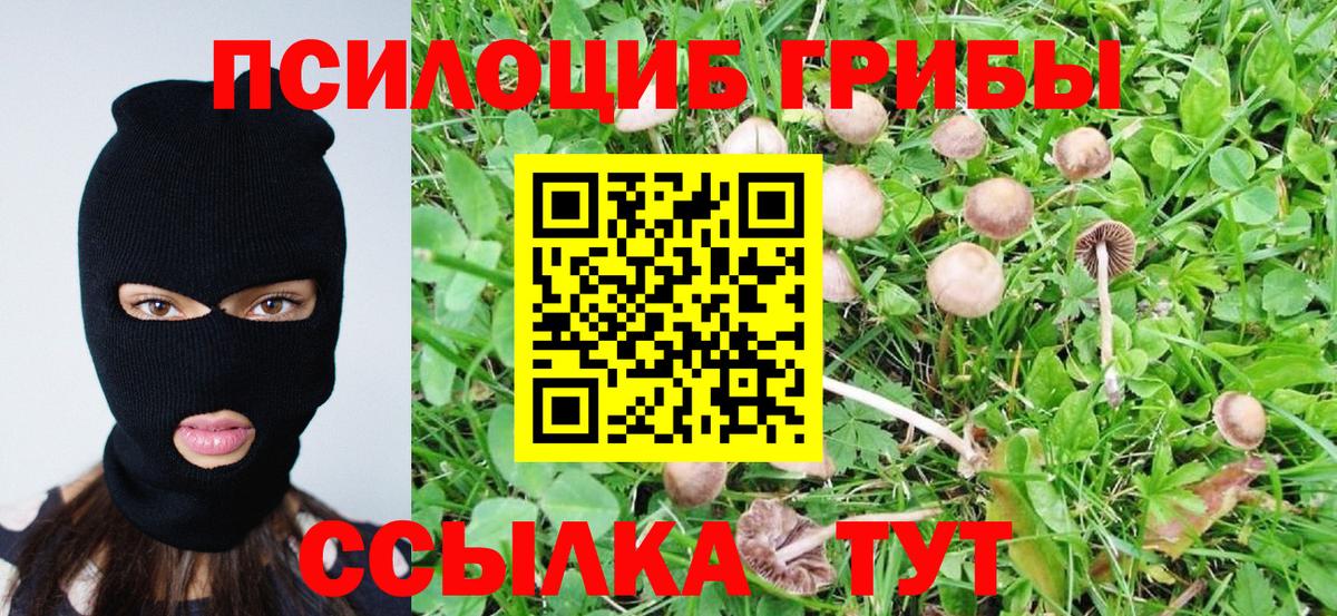 Псилоцибиновые грибы Psilocybine cubensis Саратов